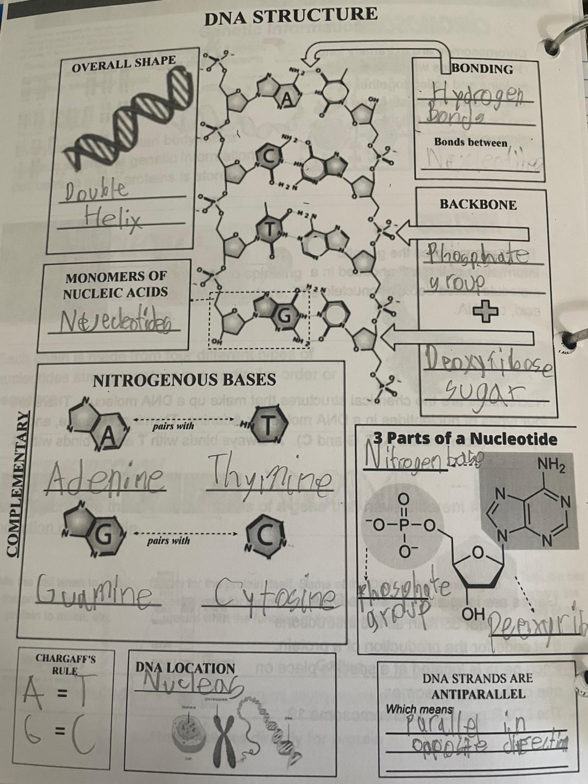 DNA Structure