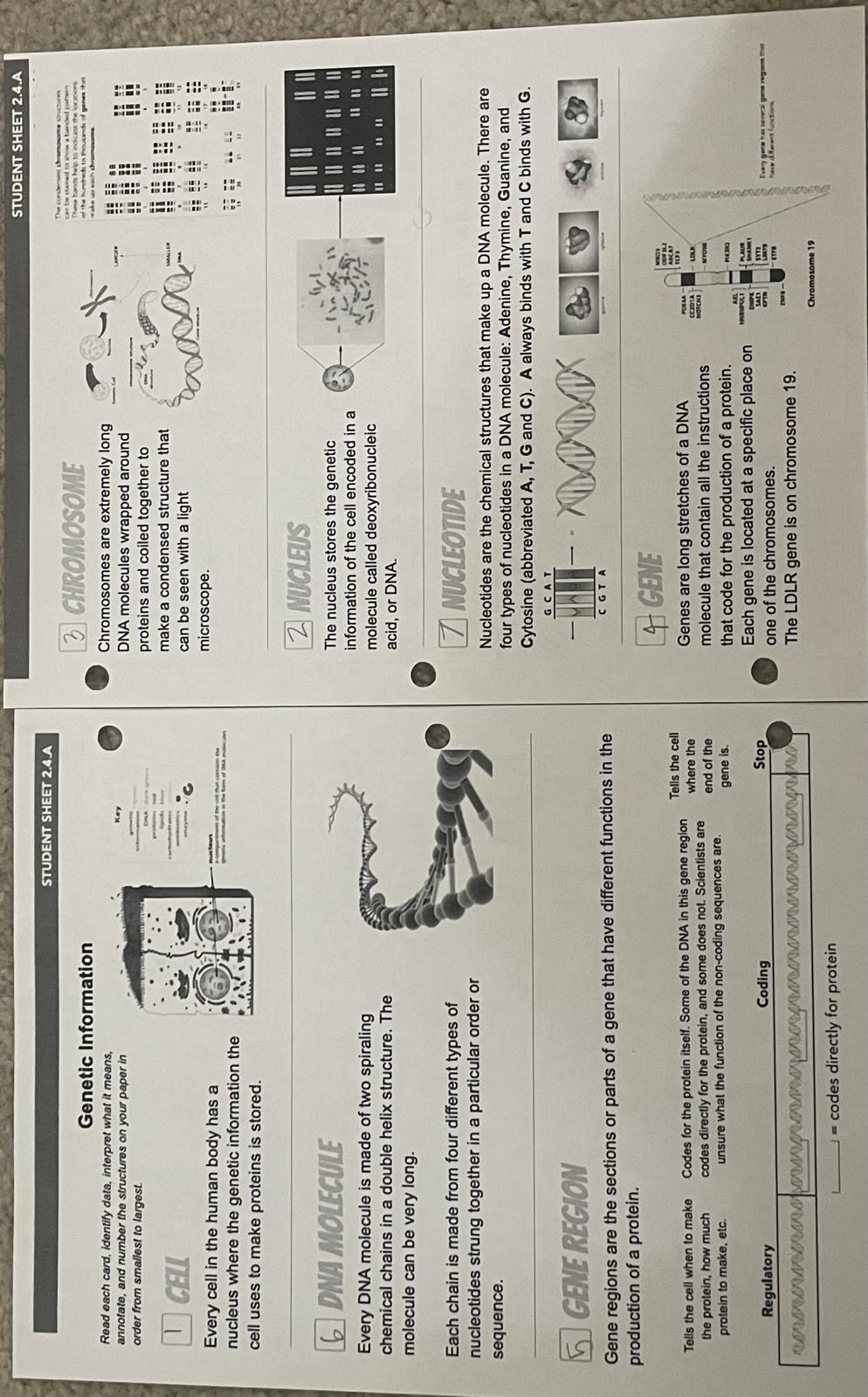 Genetic Information
